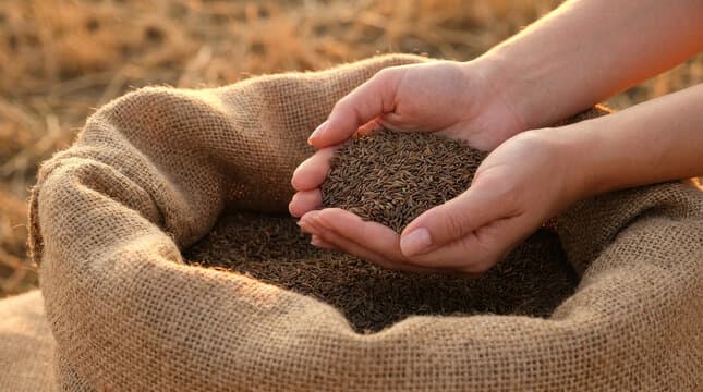 Desert Cumin Factory